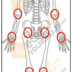 Anatomy-Study-1