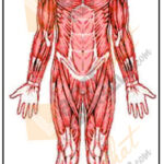 Anatomy-Study-2