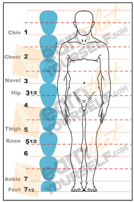proportions human anatomy