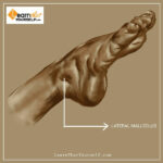 Foreshortening-in-human-anatomy-4-Learn-that-youself-LTY-Lalit-Adhikari