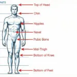 Full-body-male-figure-with-clear-horizontal-gridlines-marking-each-head-unit