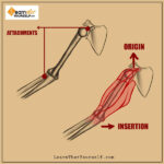 Introduction-to-Muscle-Anatomy-2-Learn-That-Yourself-LTY-Lalit-Adhikari