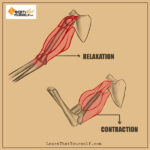 Introduction-to-Muscle-Anatomy-3-Learn-That-Yourself-LTY-Lalit-Adhikari