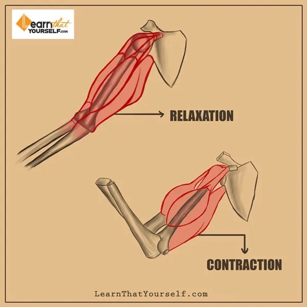 Muscle Anatomy 3 muscle anatomy
