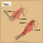 Introduction-to-Muscle-Anatomy-4-Learn-That-Yourself-LTY-Lalit-Adhikari