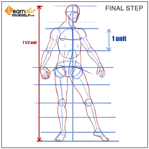 human anatomy proportions step 7