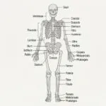 skeleton-illustration