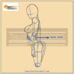 Female-Anatomy-blog-image-5-by-lalit-adhikari-at-Learn-That-Yourself