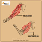 Introduction-to-Muscle-Anatomy-3-Learn-That-Yourself-LTY-Lalit-Adhikari