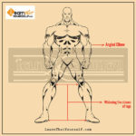 Male-Anatomy-Comic-Art-5-Learn-That-Yourself-LTY-Lalit-Adhikari