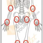 Anatomy-Study-1