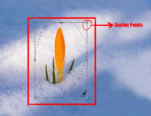 Select menu in photoshop 17 transform selection in photoshop