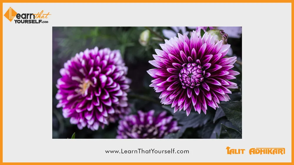 Feather in Photoshop 3 image reference from pexels