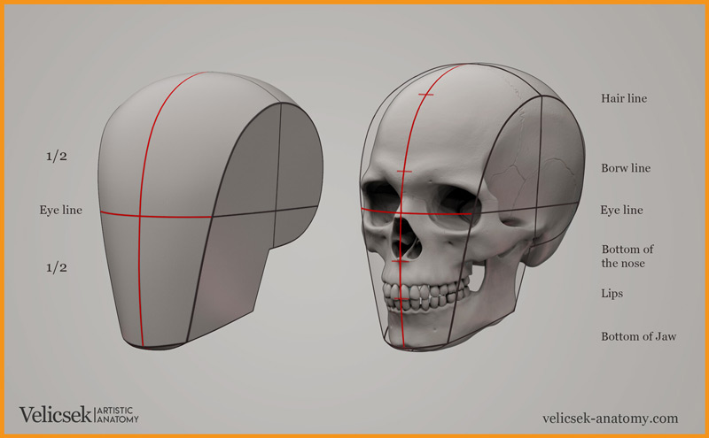 Anatomy of head blog image 1 at learn that yourself by lalit adhikari