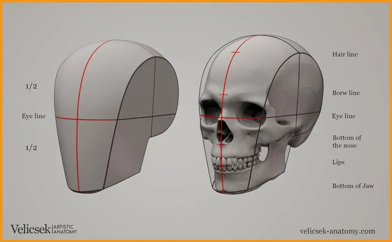 Anatomy of Head for drawing 3 Anatomy of head blog image 1 at learn that yourself by lalit adhikari