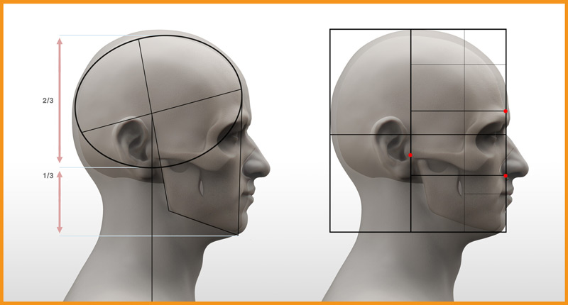 Anatomy of head blog image 3 at learn that yourself by lalit adhikari