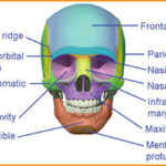 Anatomy-of-head-blog-image-4-at-learn-that-yourself-by-lalit-adhikari