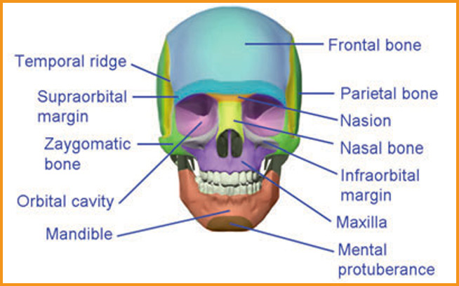 Anatomy of head blog image 4 at learn that yourself by lalit adhikari