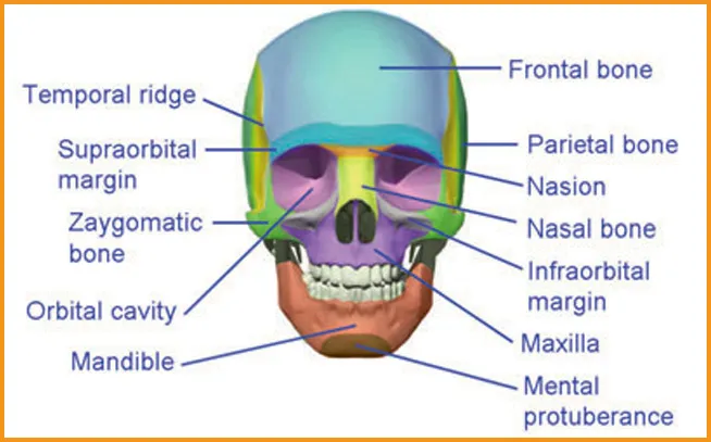 Anatomy of Head for drawing 6 Anatomy of head blog image 4 at learn that yourself by lalit adhikari