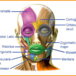 Anatomy-of-head-blog-image-5-at-learn-that-yourself-by-lalit-adhikari